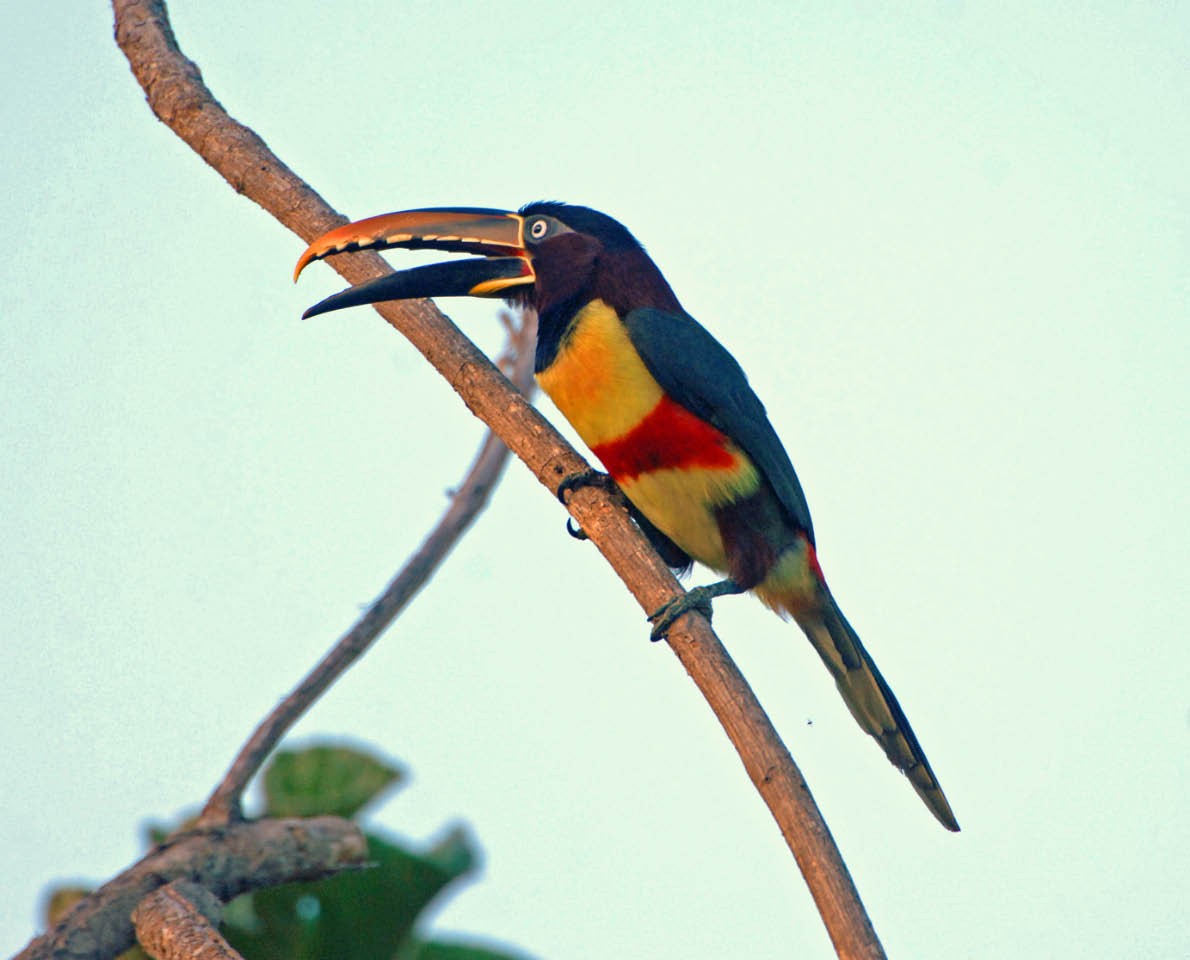 Chestnut-eared Aracari - ML205707321