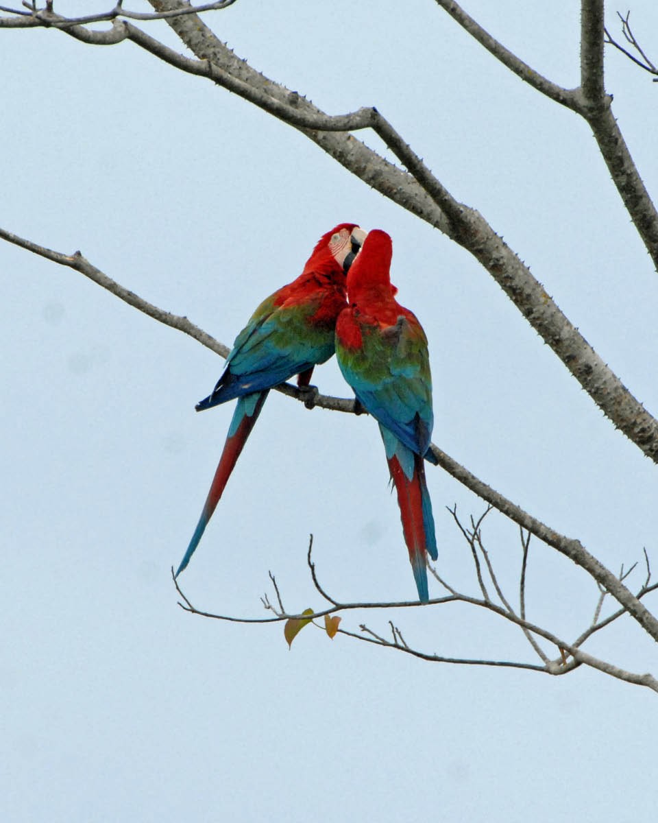 Red-and-green Macaw - ML205707351