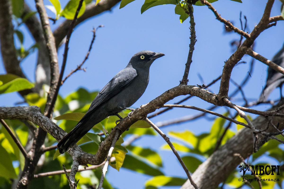 Mindoro Cuckooshrike - Djop Tabaranza