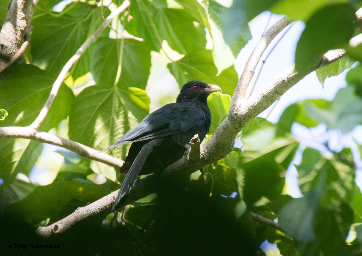 Asian Koel - Djop Tabaranza