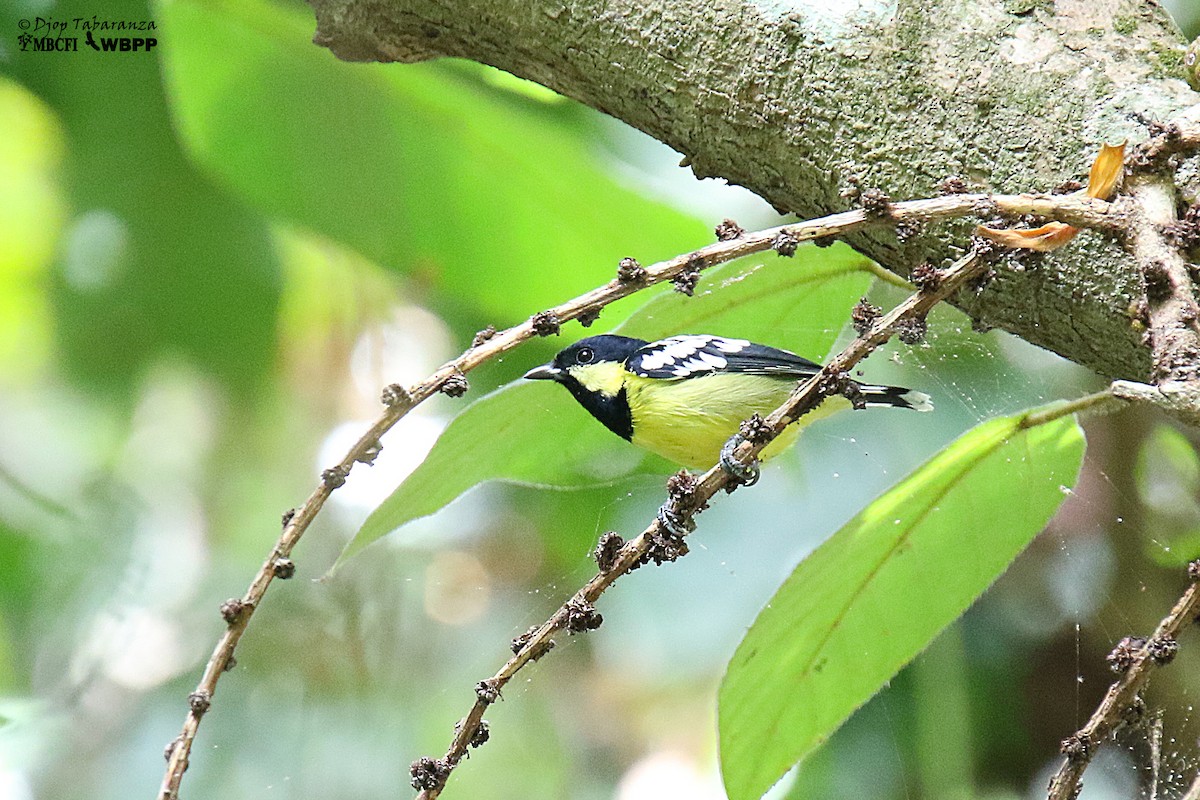 Elegant Tit - Djop Tabaranza