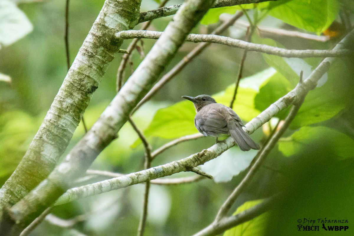 Visayan Bulbul - Djop Tabaranza