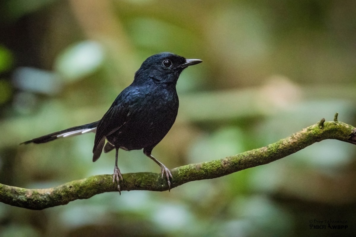 White-vented Shama - Djop Tabaranza