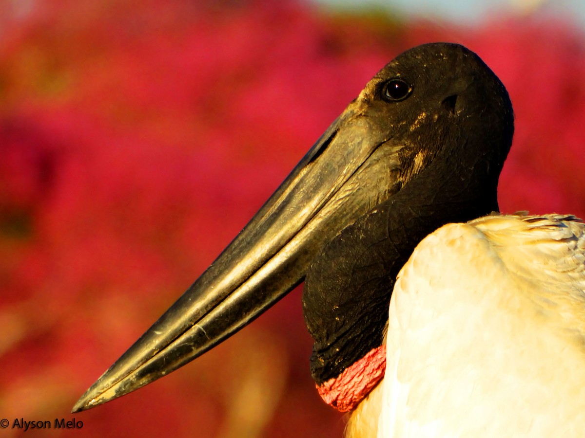 Jabiru d'Amérique - ML205707771