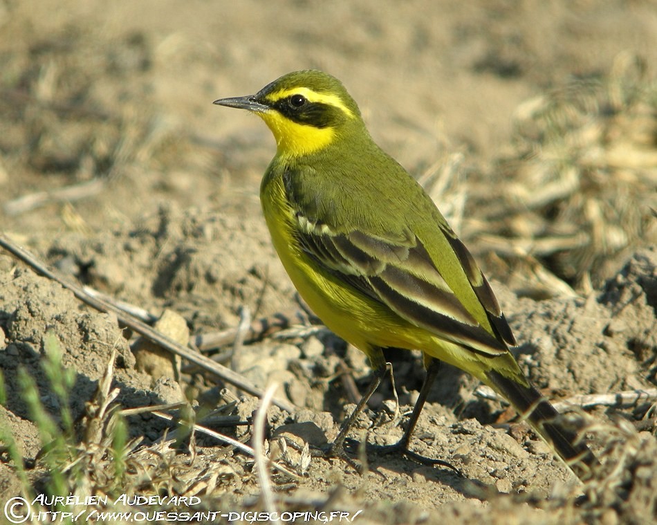 Eastern Yellow Wagtail (Green-headed) - AUDEVARD Aurélien