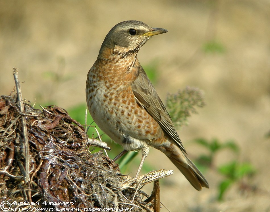 Naumann's Thrush - ML205708101