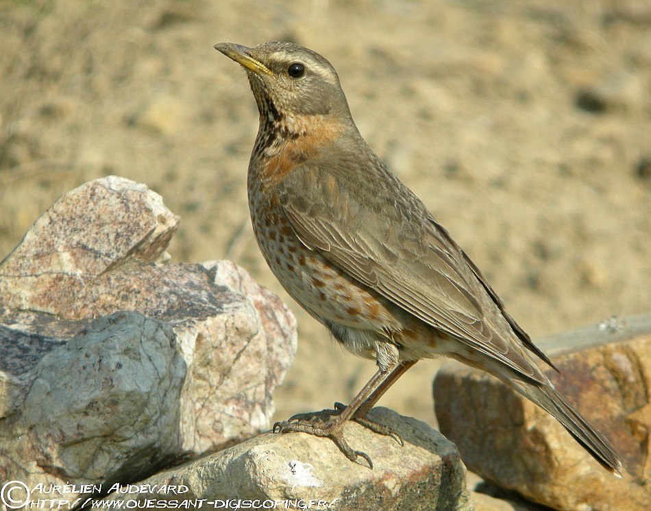 Naumann's Thrush - AUDEVARD Aurélien