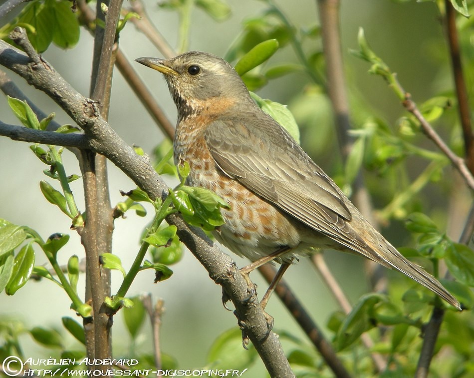 Naumann's Thrush - ML205708121