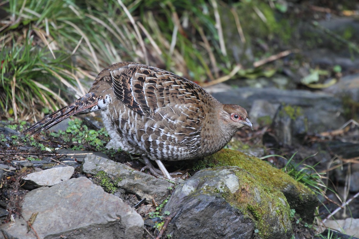 Mikado Pheasant - ML205708301