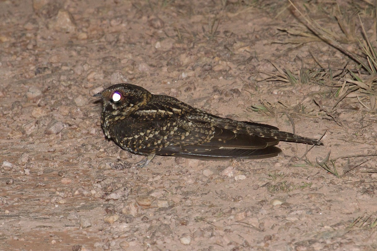 Long-trained Nightjar - ML205708381