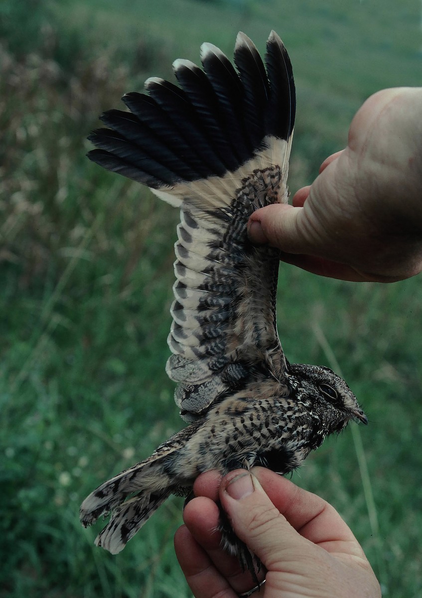 Sickle-winged Nightjar - ML205708441