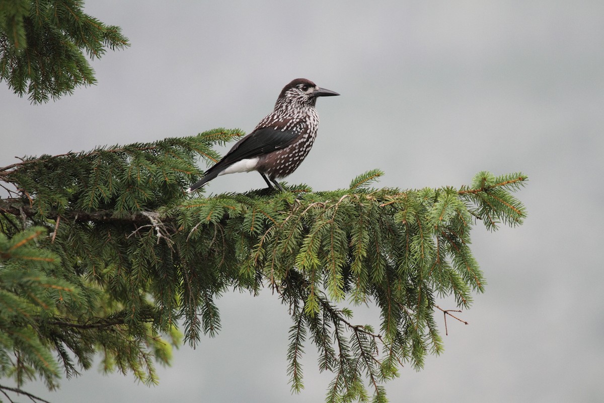 Eurasian Nutcracker (Northern) - Kristof Zyskowski