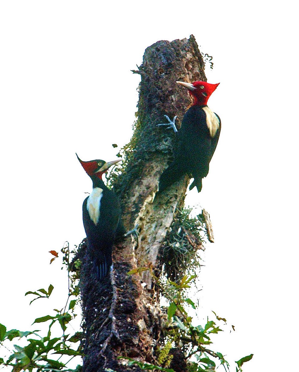 Cream-backed Woodpecker - ML205708651