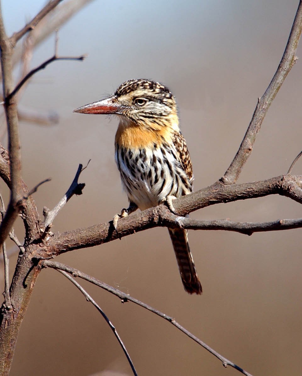 Spot-backed Puffbird (Chaco) - ML205708661