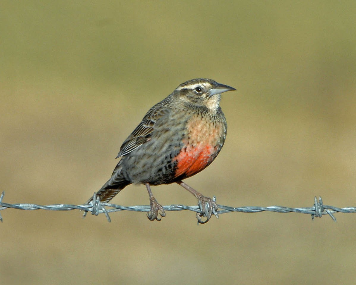 Pampas Meadowlark - ML205709161