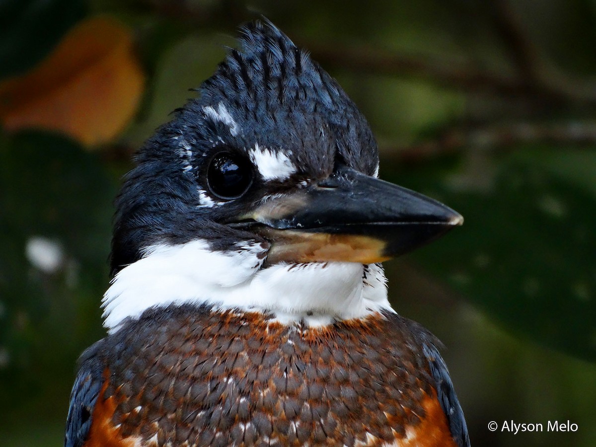 Ringed Kingfisher (Northern) - Alyson Melo