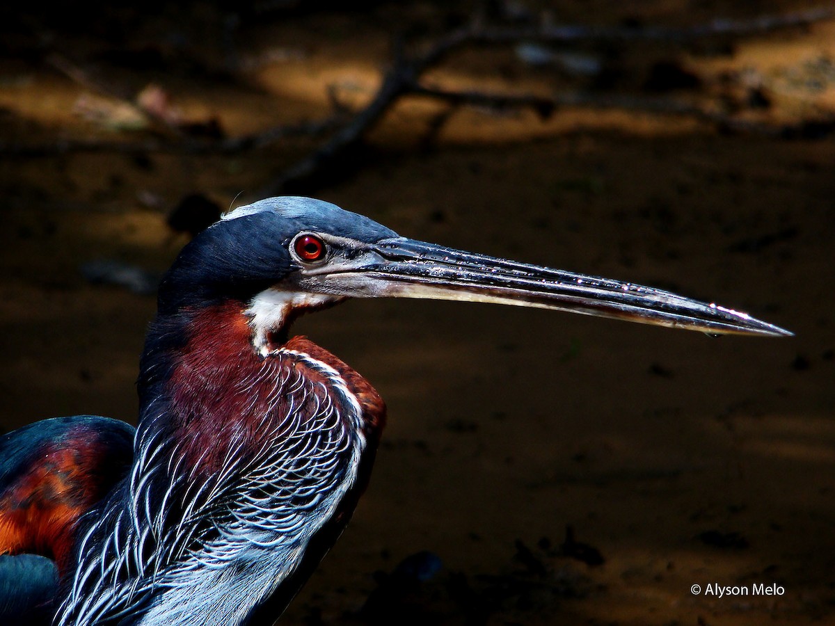Agami Heron - Alyson Melo