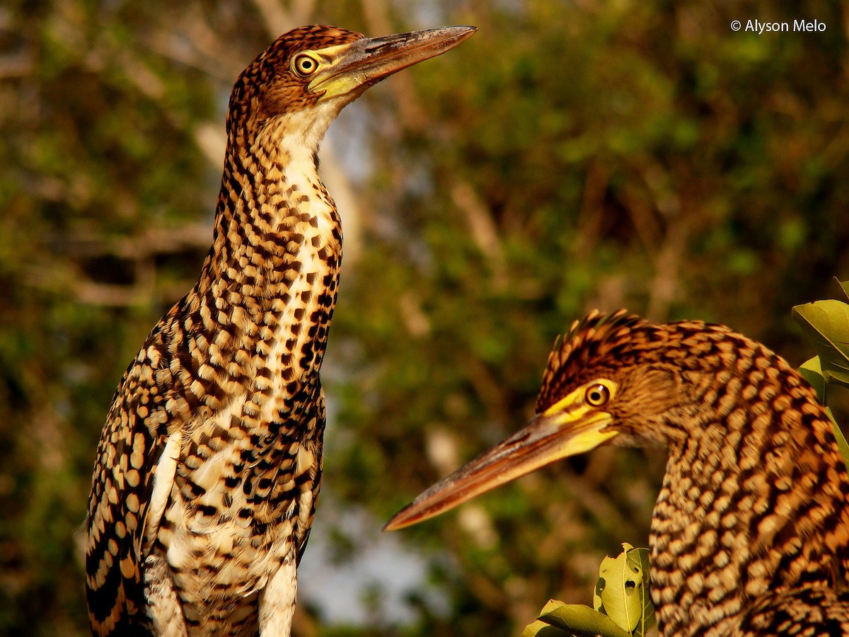 Rufescent Tiger-Heron - Alyson Melo