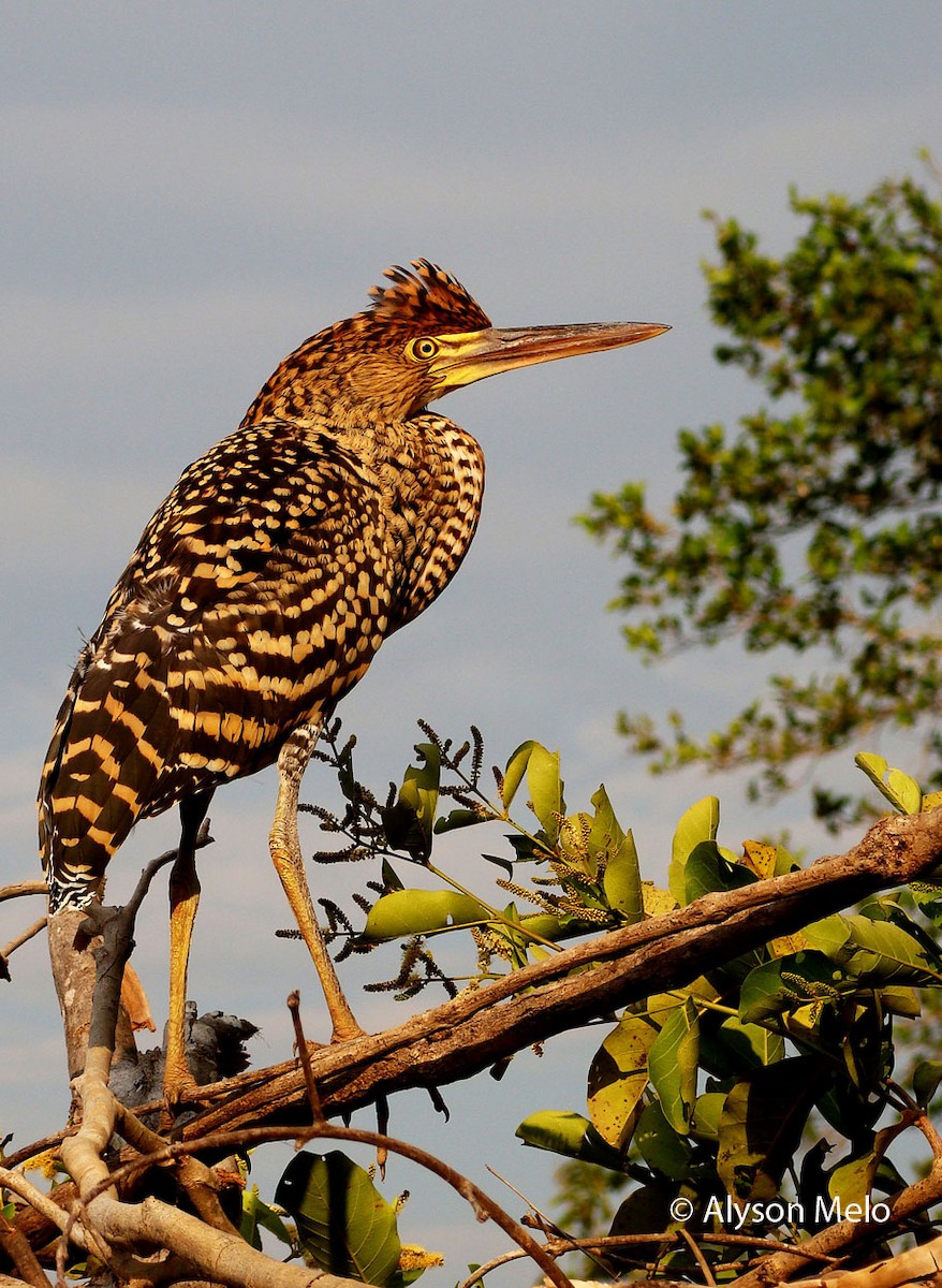 Rufescent Tiger-Heron - ML205709271