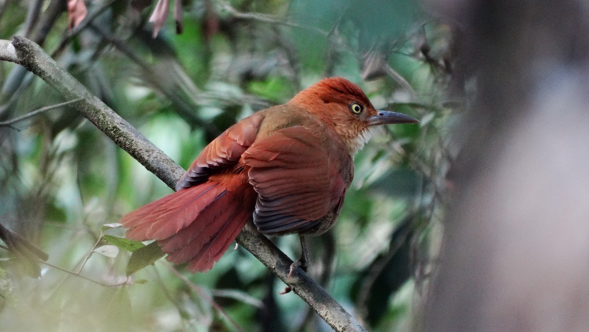 Chestnut-capped Foliage-gleaner - Helbert Noventa