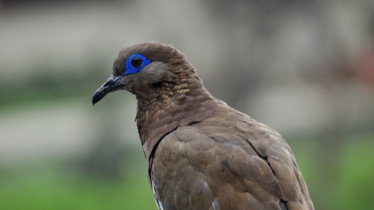 West Peruvian Dove - ML205709371