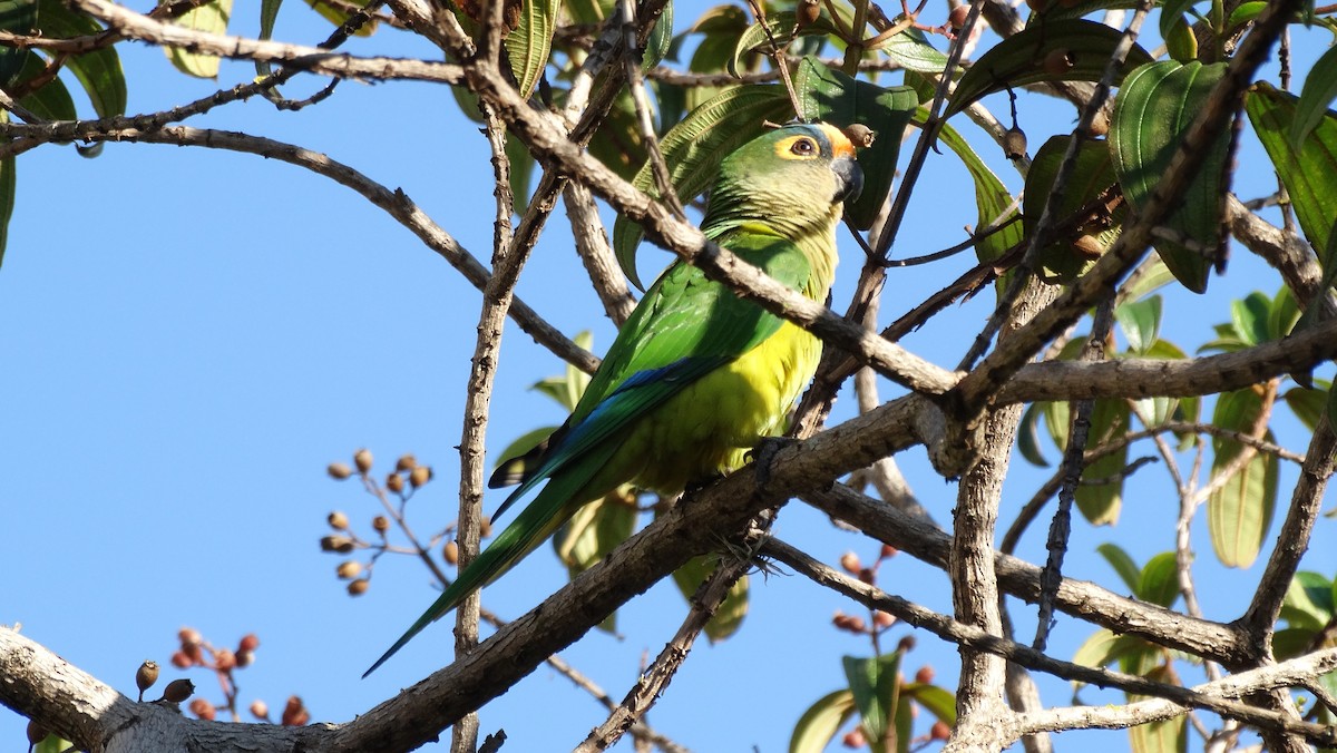 Peach-fronted Parakeet - ML205709581