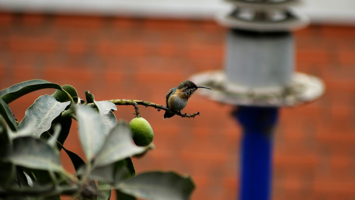 Colibrí de Myrtis - ML205709621