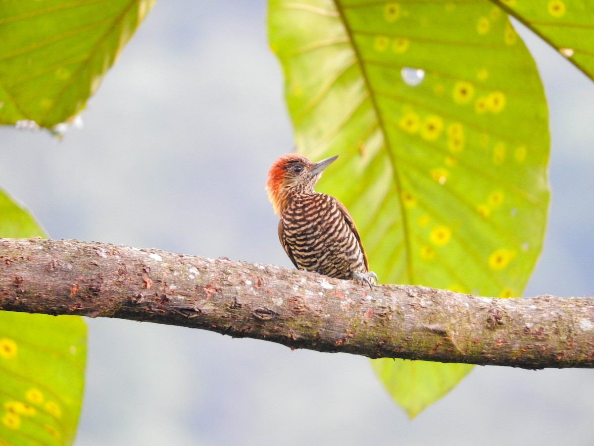 Choco Woodpecker - ML205709711