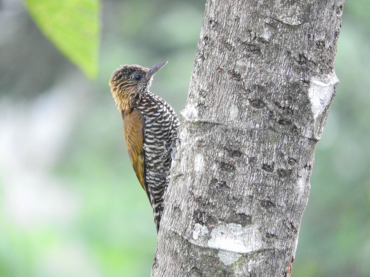 Carpintero del Chocó - ML205709731