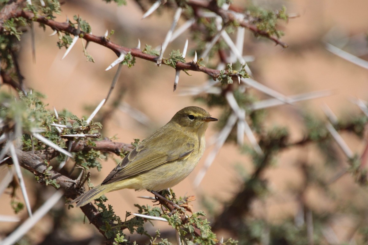 Iberian Chiffchaff - Patrick Bergier