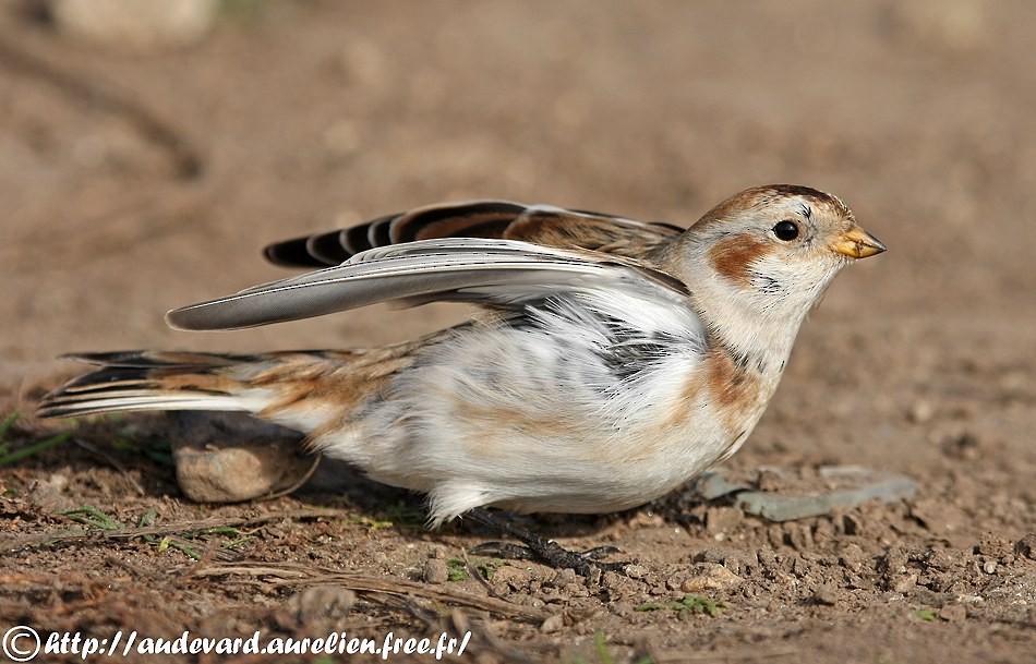 Snow Bunting - ML205709921