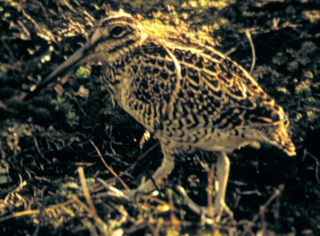 Fuegian Snipe - ML205710371