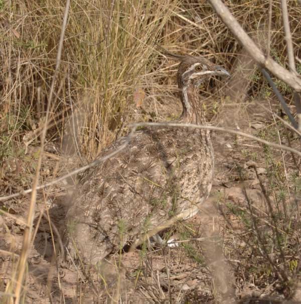 Quebracho Crested-Tinamou - ML205710431