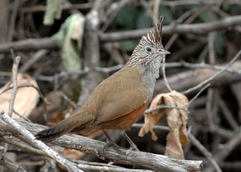 Crested Gallito - ML205710591