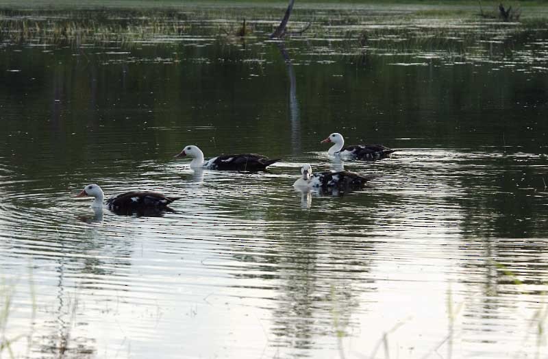 White-winged Duck - ML205710811