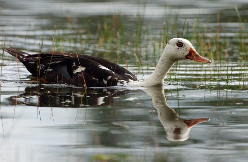 White-winged Duck - Tini & Jacob Wijpkema