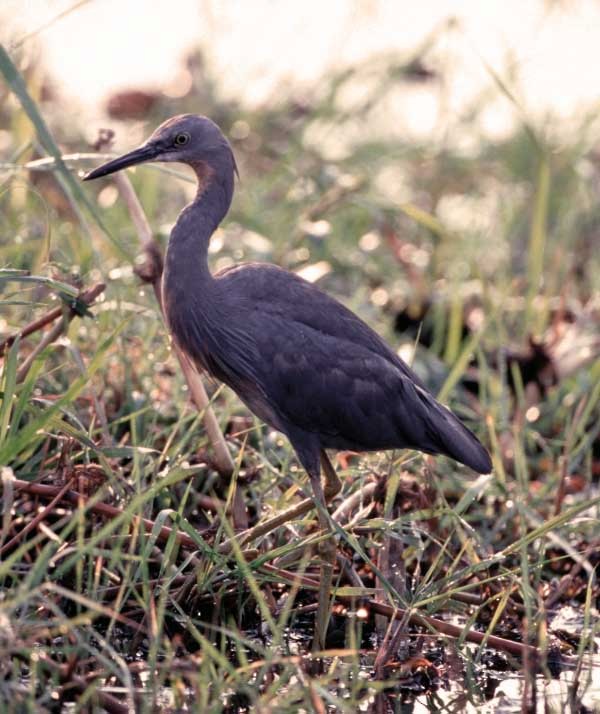 Slaty Egret - ML205710891