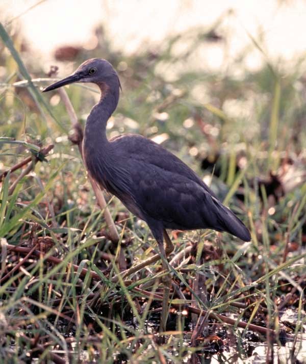 Slaty Egret - Tini & Jacob Wijpkema