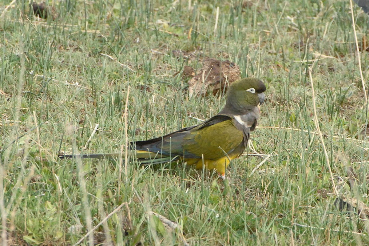 arara patagonský (ssp. patagonus/conlara) - ML205711071