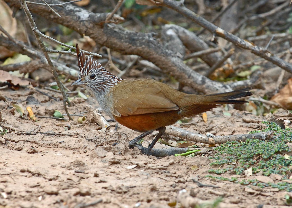 Crested Gallito - ML205711181