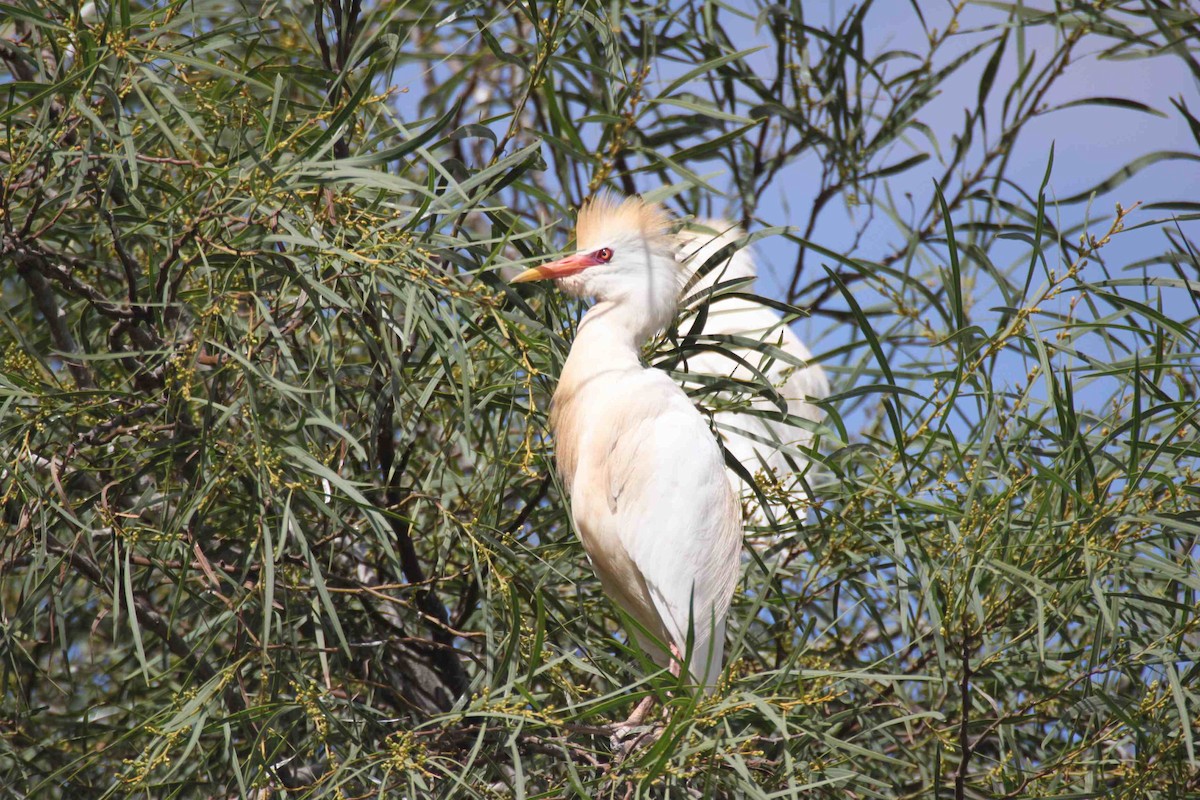 Египетская цапля (ibis) - ML205711551