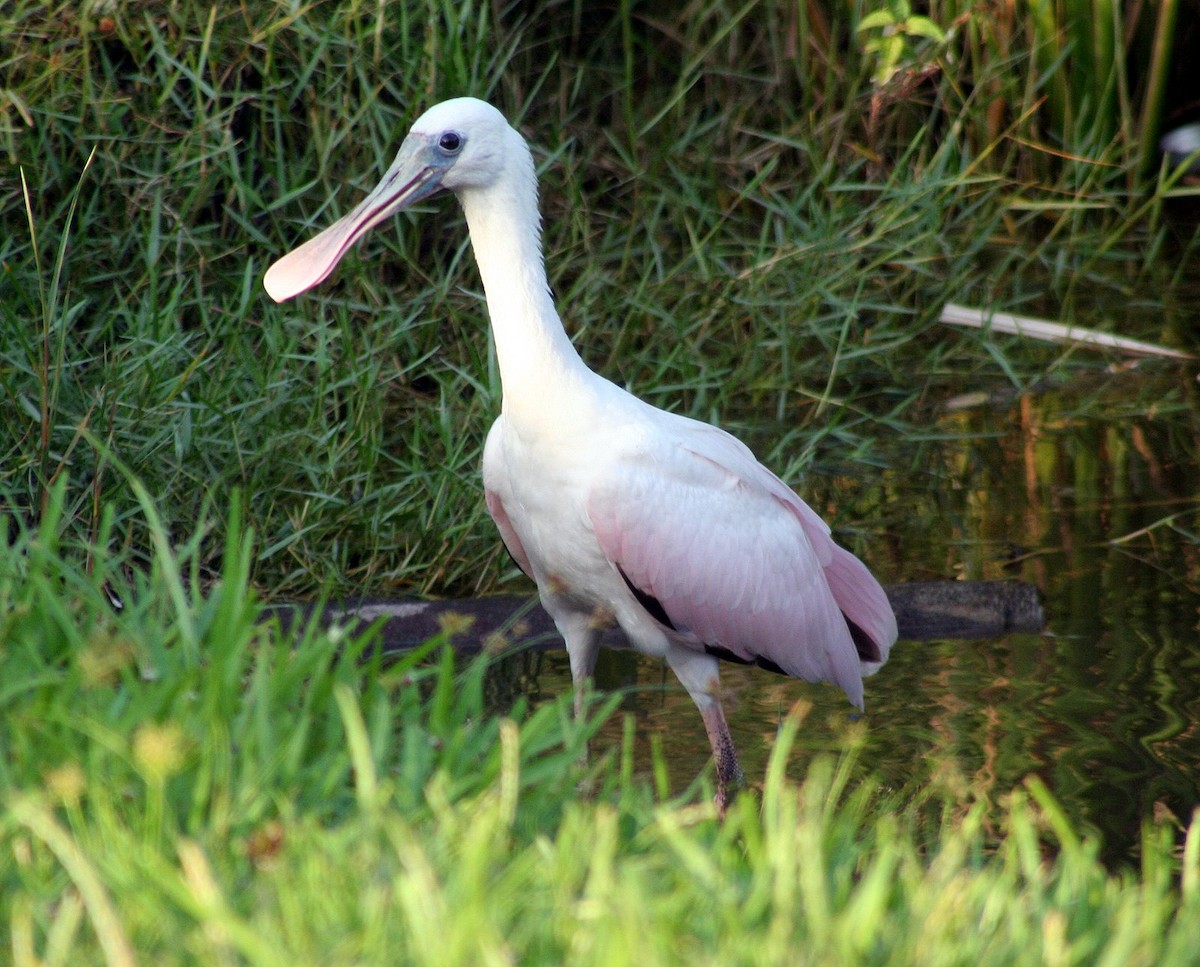 Roseate Spoonbill - ML205711811