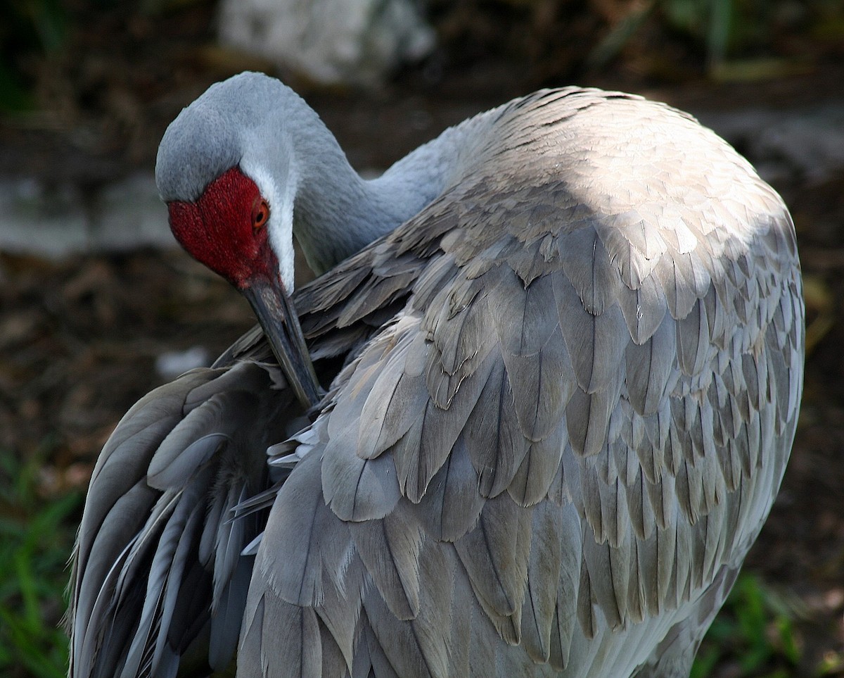 Sandhill Crane - ML205711891