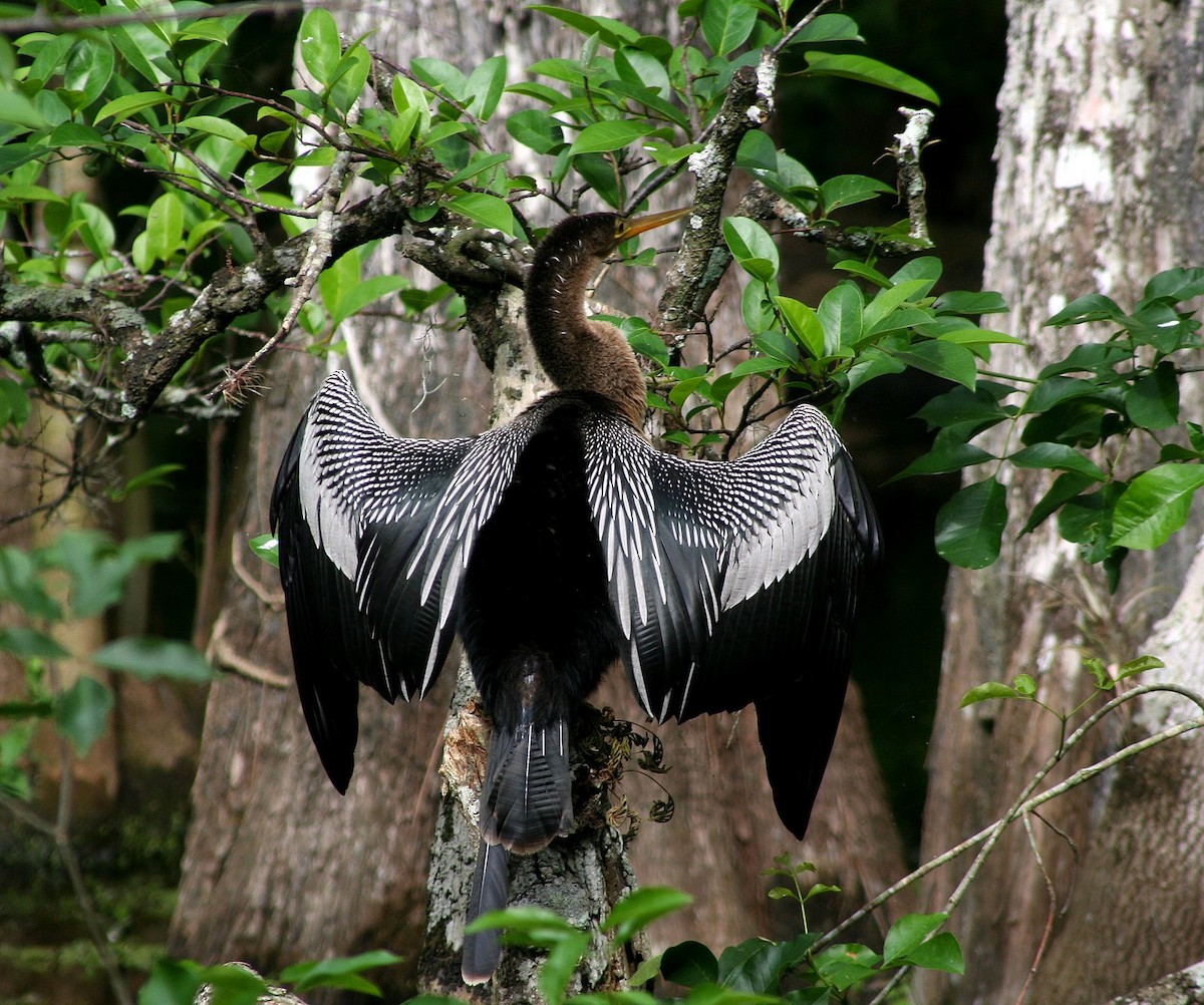 Anhinga - ML205711961