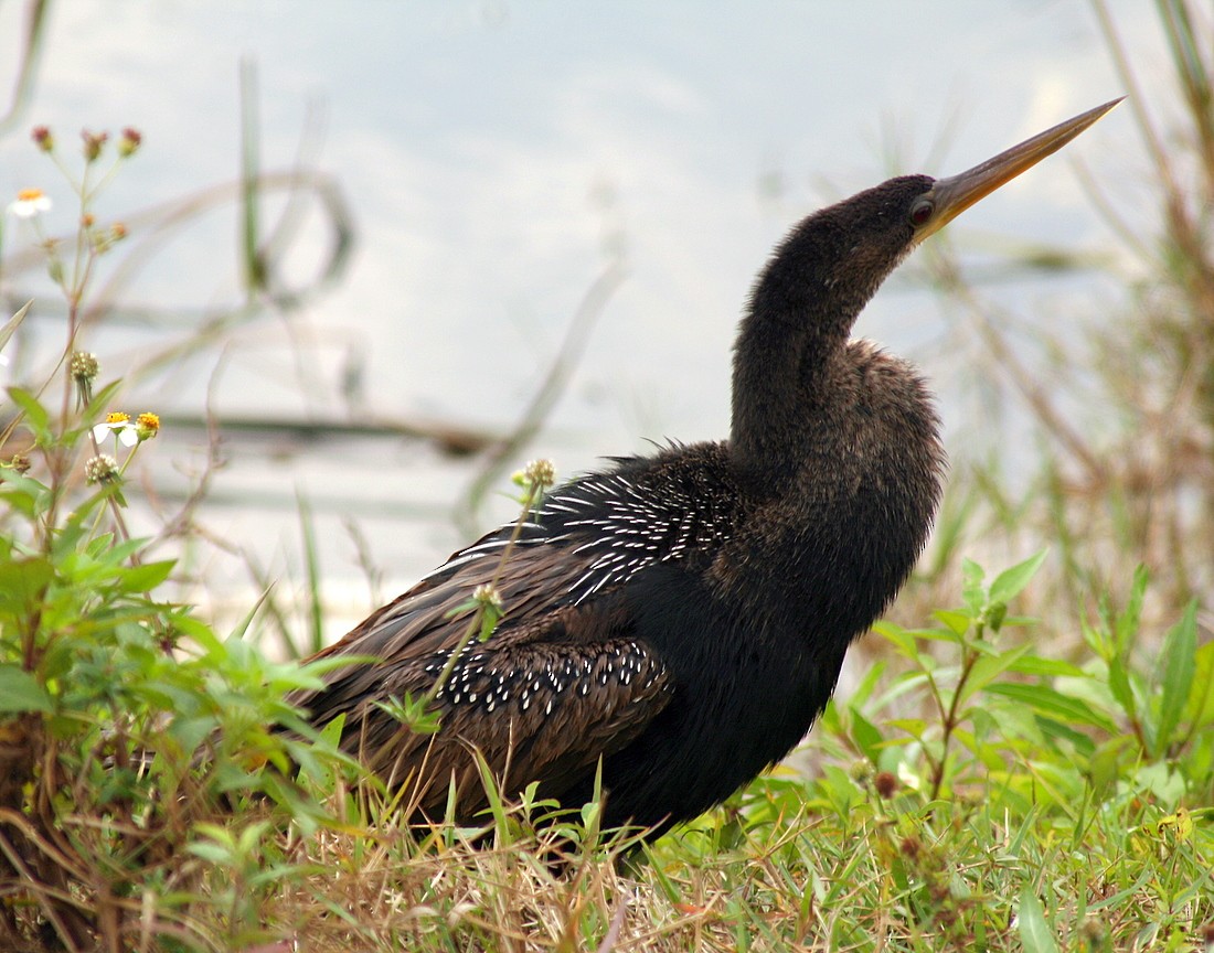 Anhinga - Patrick Ellsworth