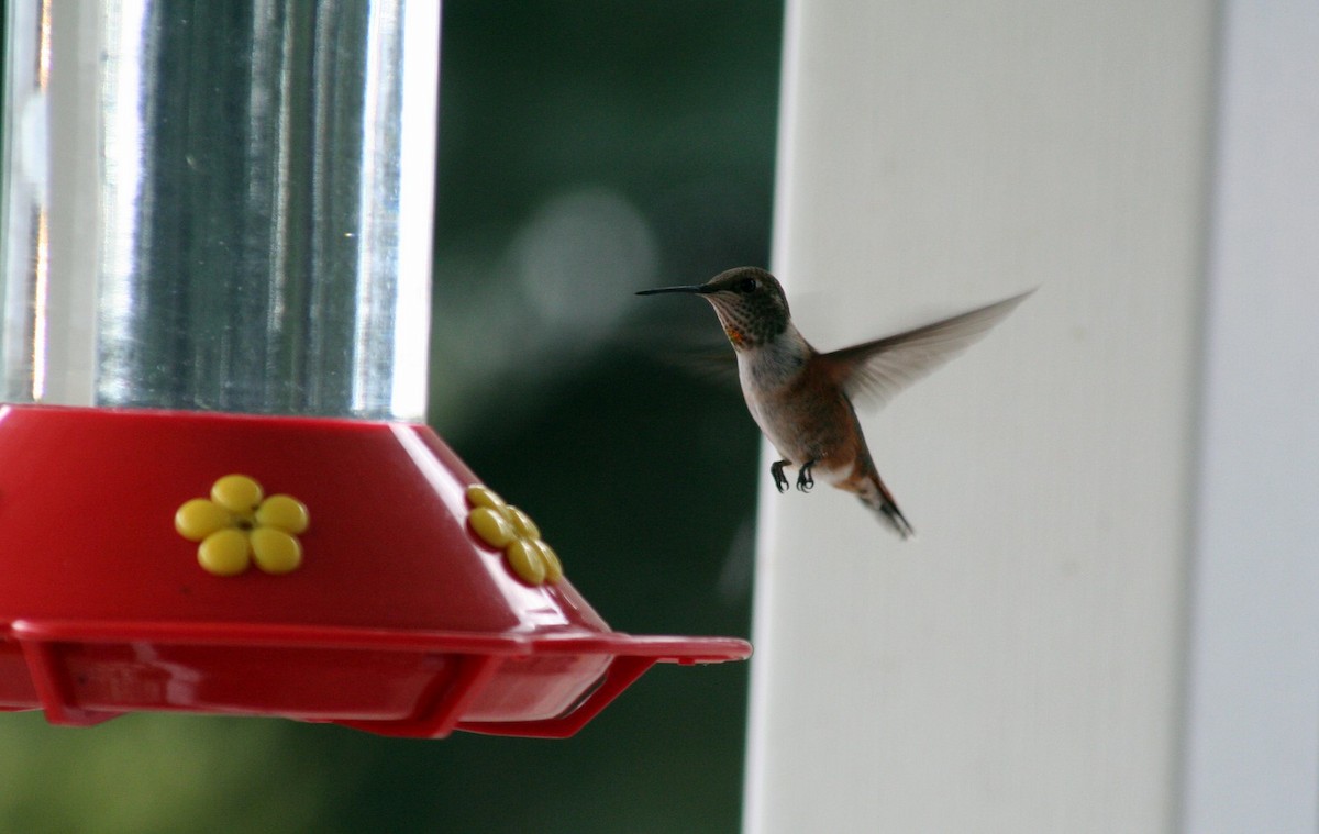 Rufous Hummingbird - ML205712051