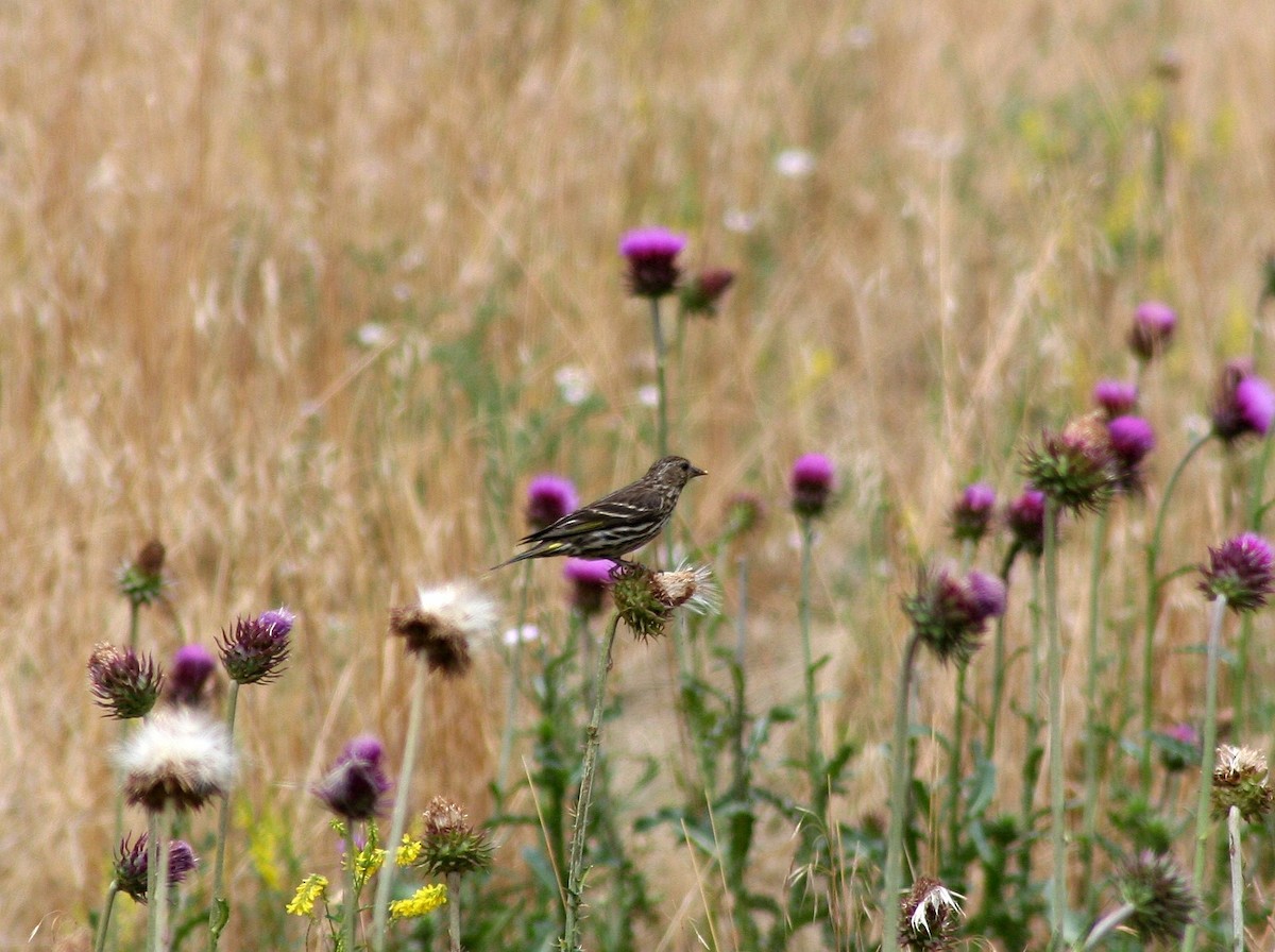 Pine Siskin - ML205712071