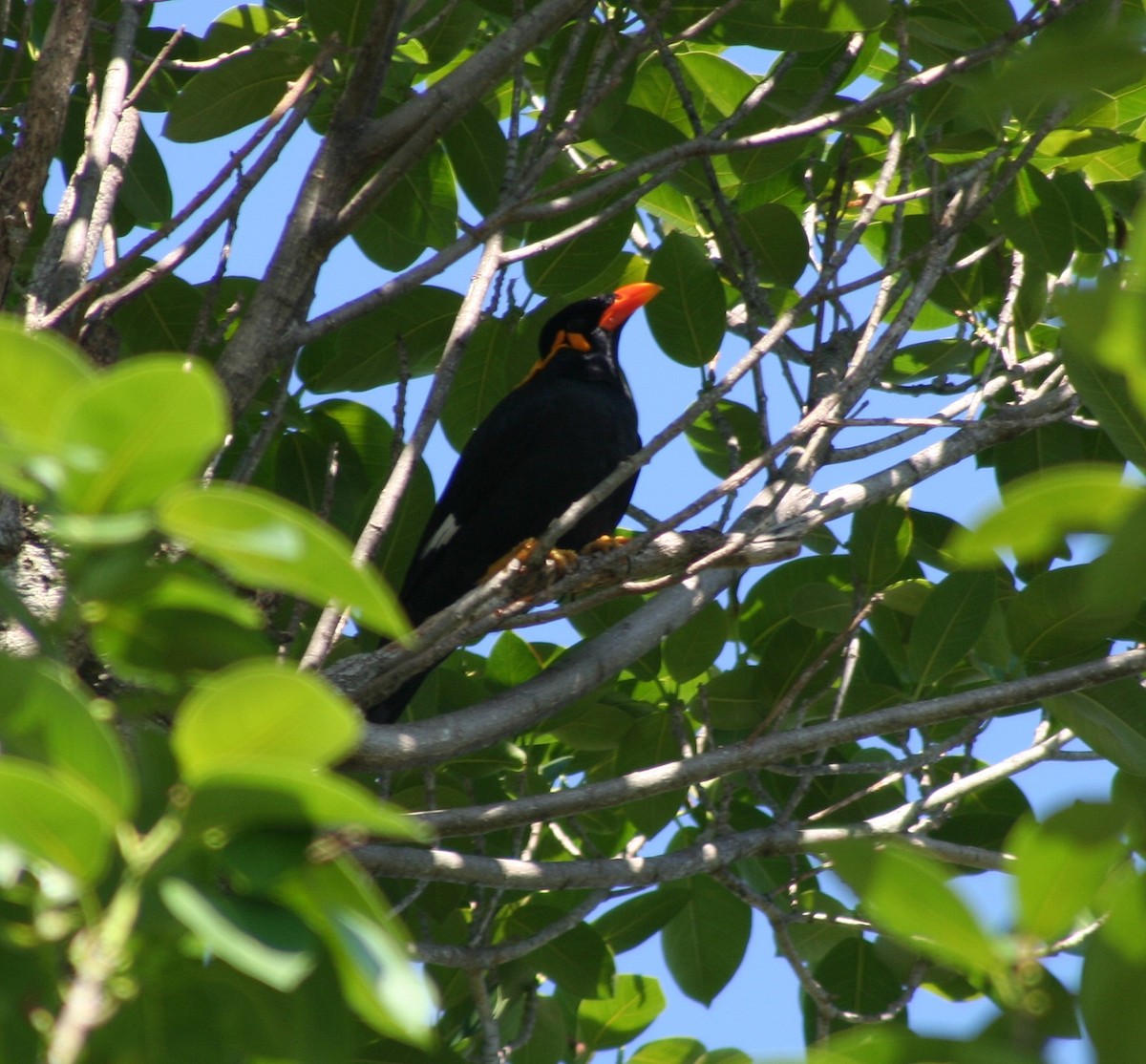 Common Hill Myna (Common) - ML205712101