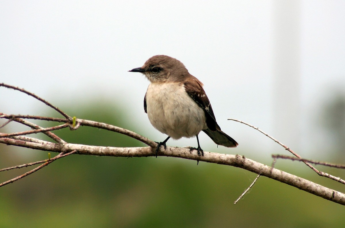 Northern Mockingbird - Patrick Ellsworth