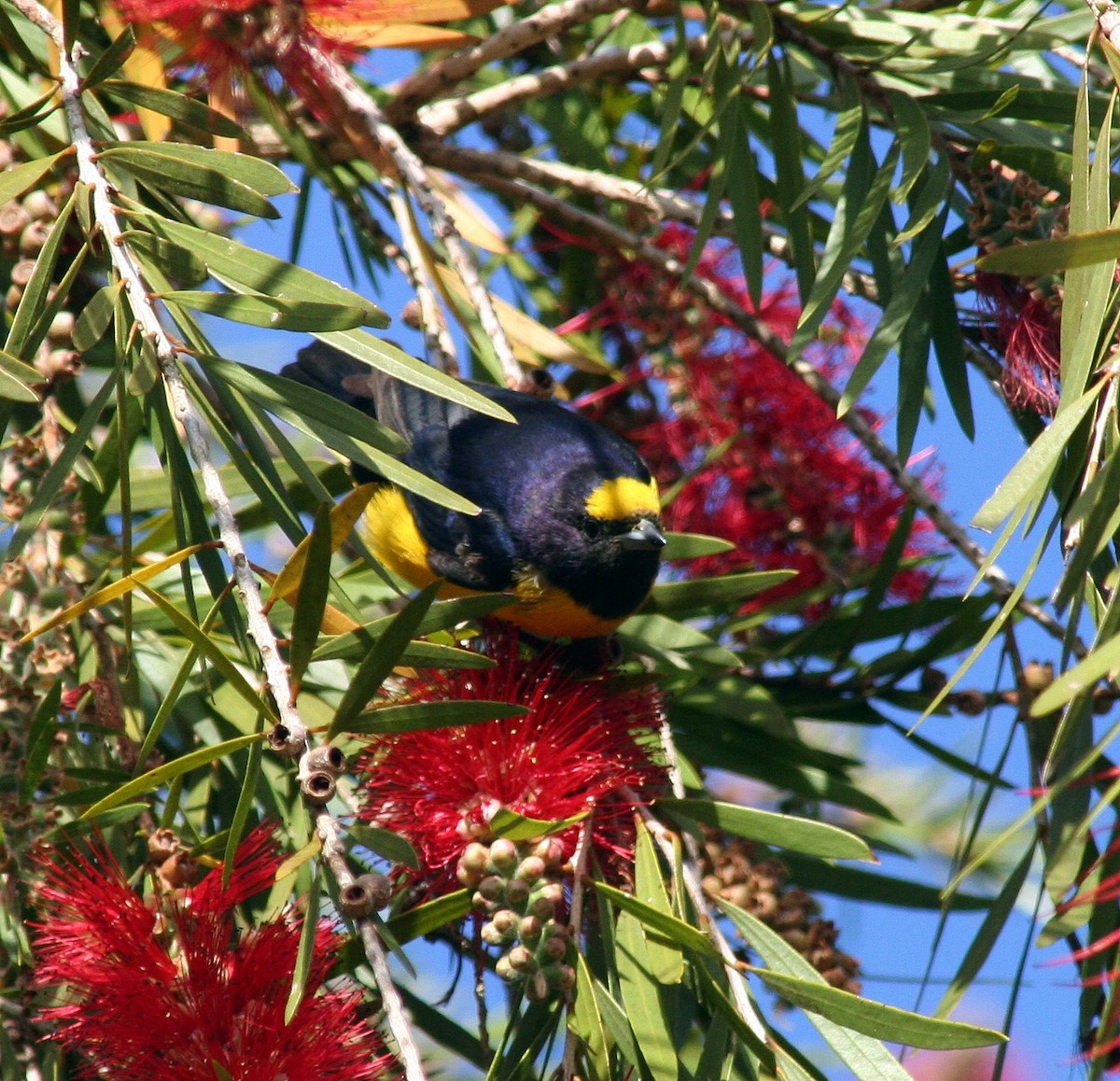 Purple-throated Euphonia - ML205712131